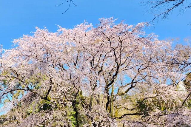 正門近くのしだれ桜