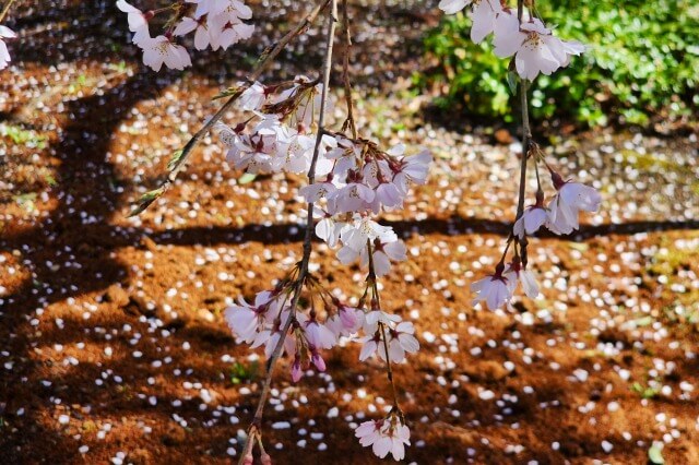 正門近くのしだれ桜