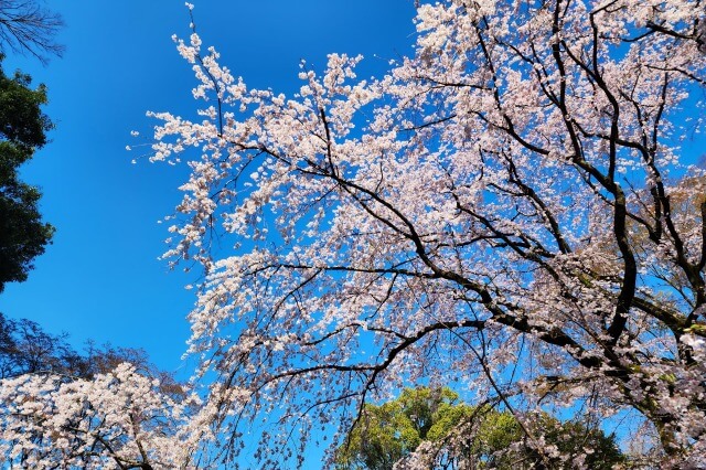 正門近くのしだれ桜