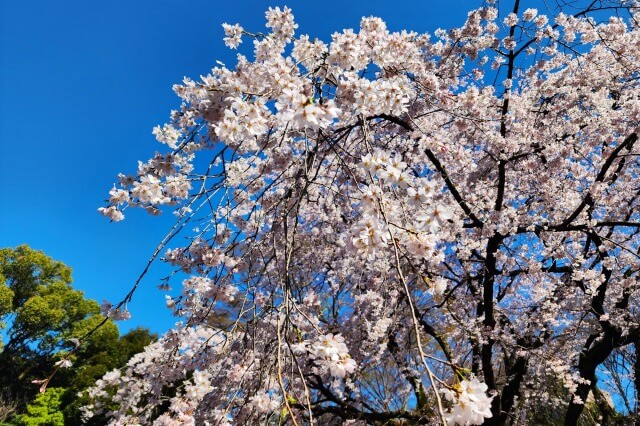 正門近くのしだれ桜