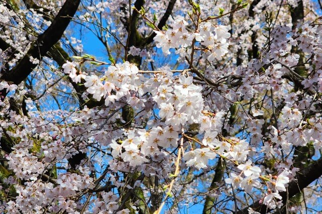 正門近くのしだれ桜