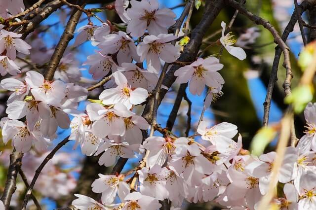 正門近くのしだれ桜