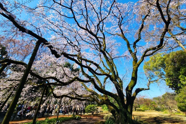 正門近くのしだれ桜