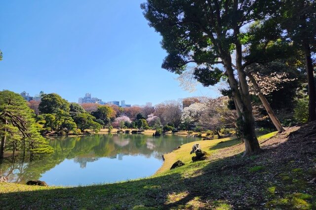 正門近くのしだれ桜