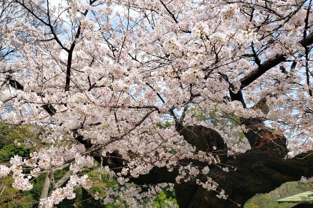 吹上茶屋近くの染井吉野