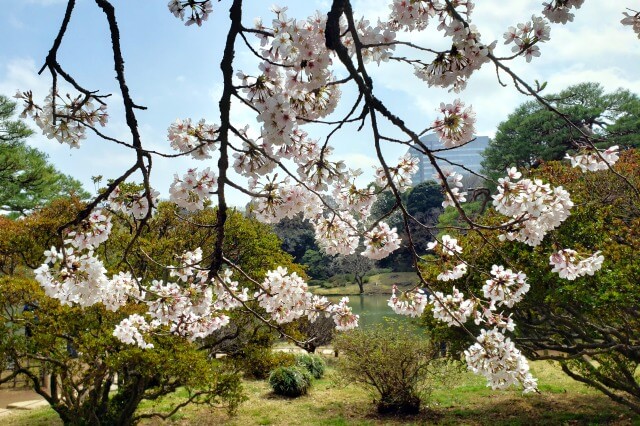 吹上茶屋近くの染井吉野