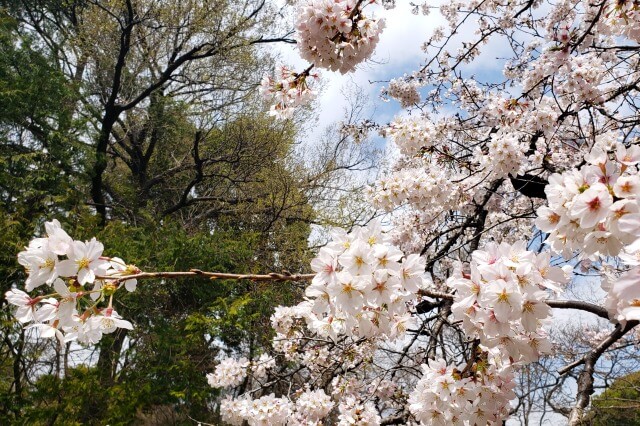 吹上茶屋近くの染井吉野