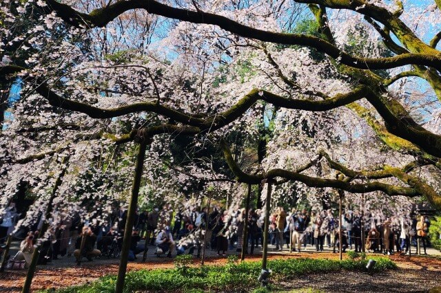 六義園のしだれ桜の混雑状況は？