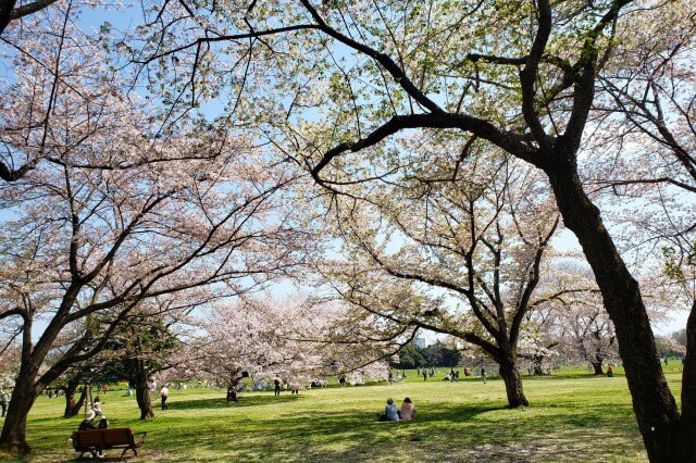 昭和記念公園の桜(花見)はどれくらい混雑する？