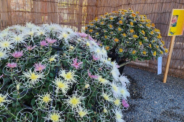 亀戸天神の菊まつりの見どころ