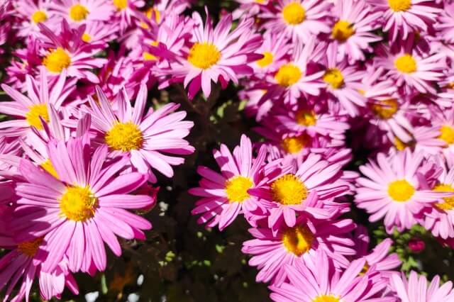 湯島天神の菊の見頃