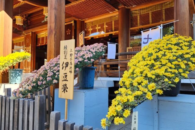 湯島天神の菊まつりの見どころ