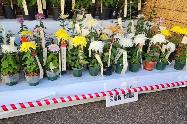 湯島天神の菊まつりの見どころ