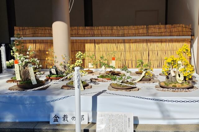 湯島天神の菊まつりの見どころ