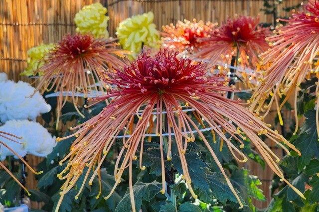 善養寺の菊の見頃