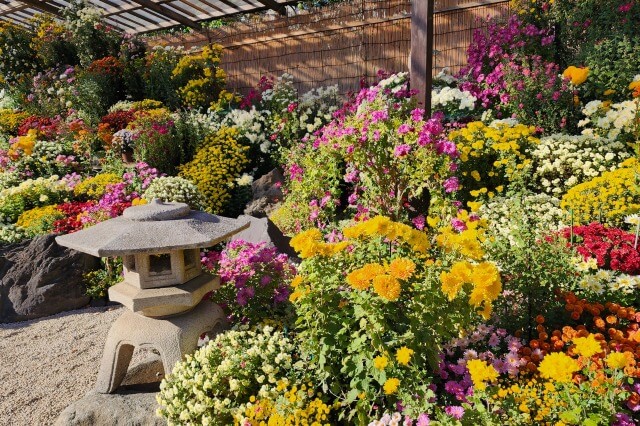 善養寺の菊まつりの見どころ