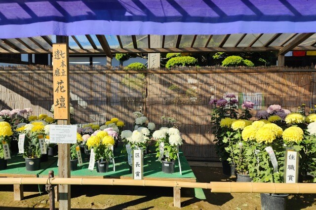 善養寺の菊まつりの見どころ