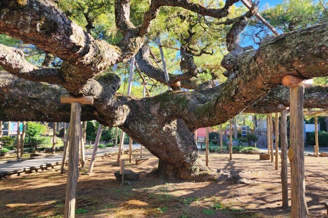 善養寺の菊まつりの見どころ