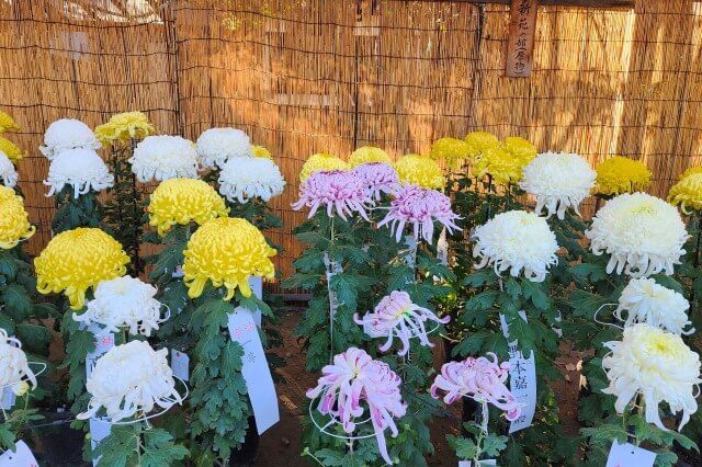 善養寺の菊まつりの見どころ