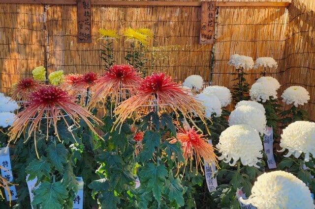 善養寺の菊まつりの見どころ