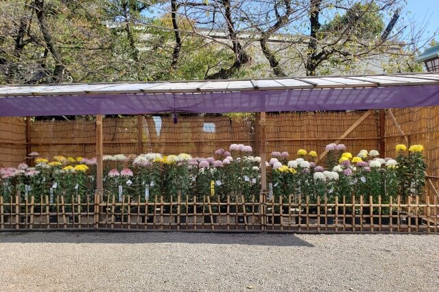 靖国神社(東京)の菊花展