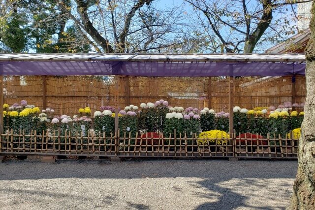 靖国神社(東京)の菊花展の様子