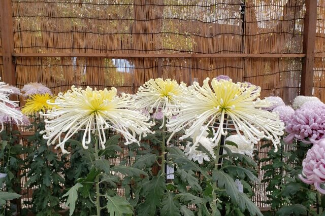 菊花展で展示される菊の種類