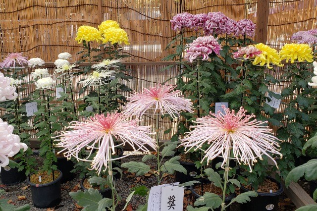 菊花展で展示される菊の種類