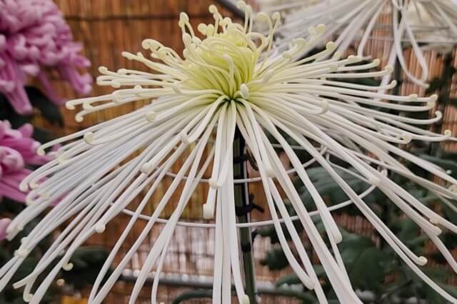 日比谷公園の菊の見頃