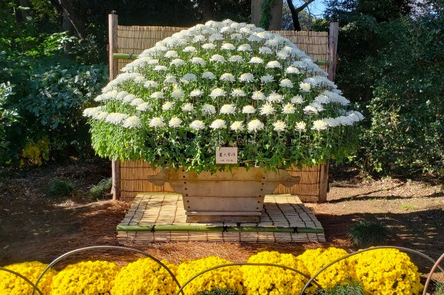 新宿御苑の菊花壇展