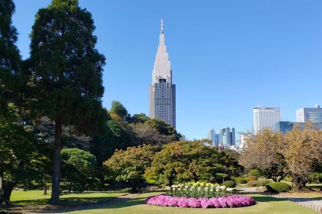 新宿御苑の菊花壇展｜第一露地花壇