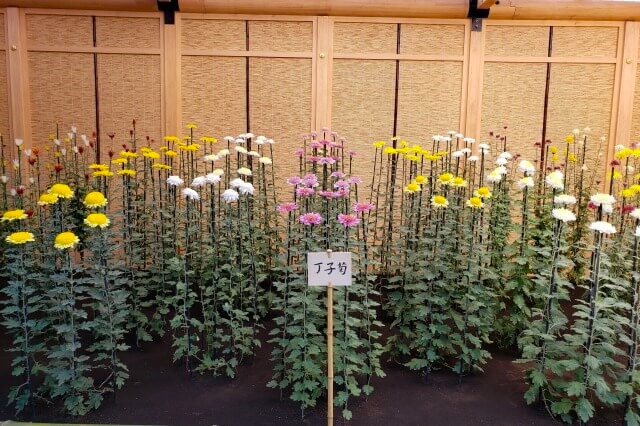 新宿御苑の菊花壇展｜伊勢菊、丁子菊、嵯峨菊花壇