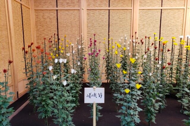 新宿御苑の菊花壇展｜伊勢菊、丁子菊、嵯峨菊花壇