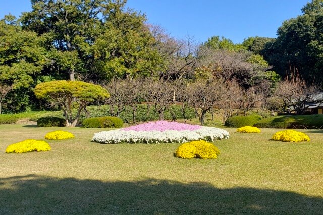 新宿御苑の菊花壇展｜第二露地花壇