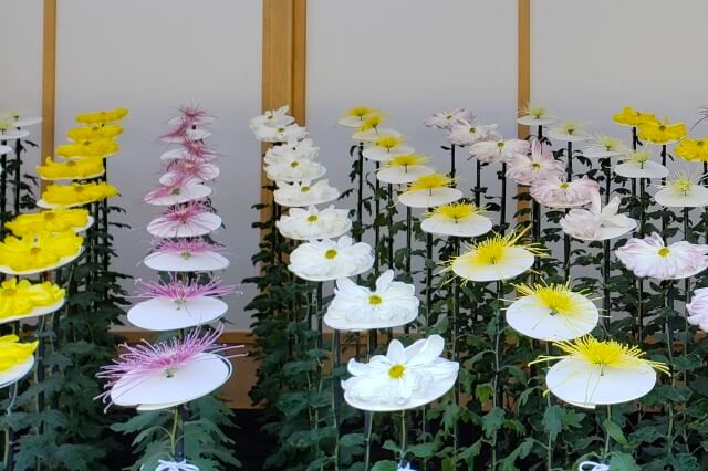 新宿御苑の菊花壇展｜一文字菊、管物菊花壇