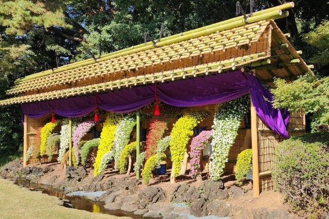 新宿御苑の菊花壇展の見頃と見どころ