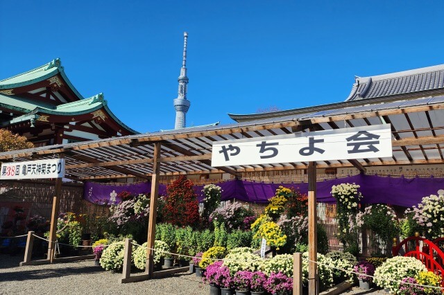 亀戸天神の菊まつりの見頃と見どころ