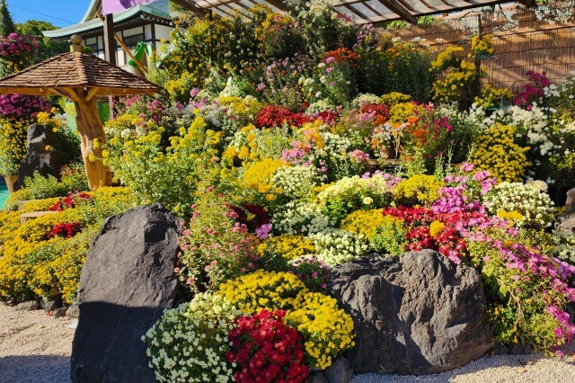 善養寺の影向菊花大会の見頃と見どころ