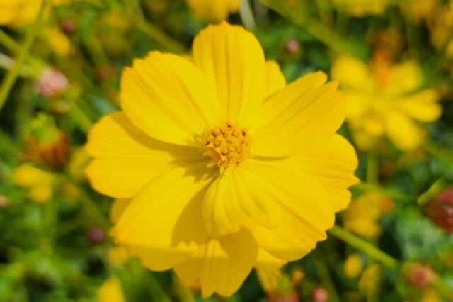 浜離宮恩賜庭園で見かけたコスモスの花