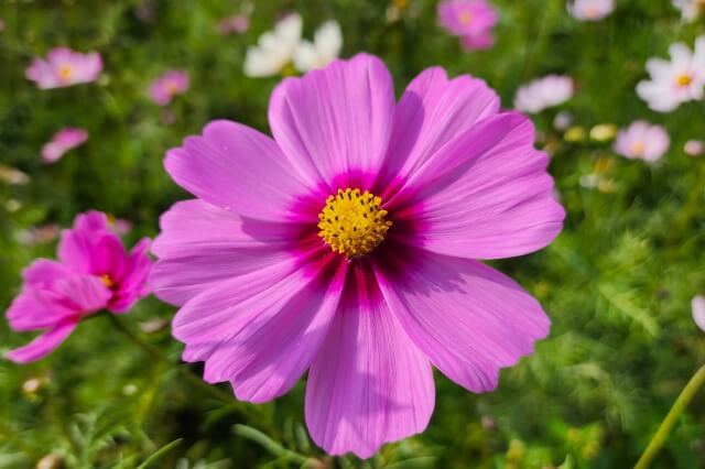 浜離宮恩賜庭園で見かけたコスモスの花