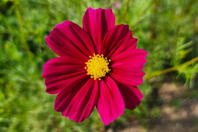 浜離宮恩賜庭園で見かけたコスモスの花