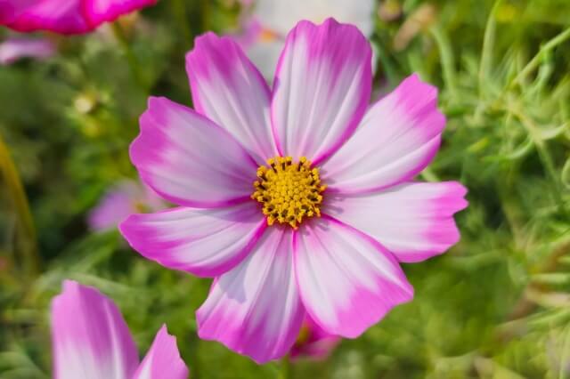 浜離宮恩賜庭園で見かけたコスモスの花