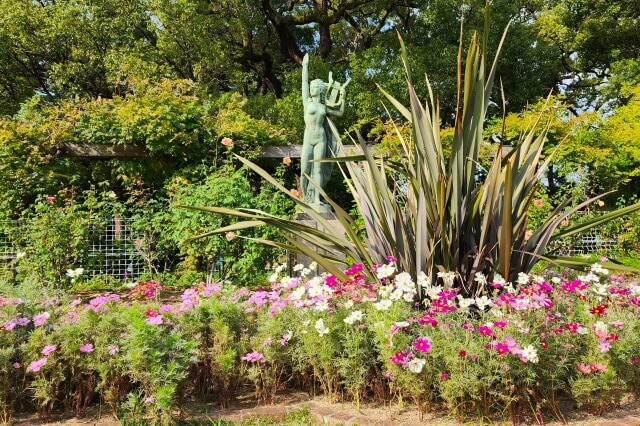 日比谷公園のコスモスの見所