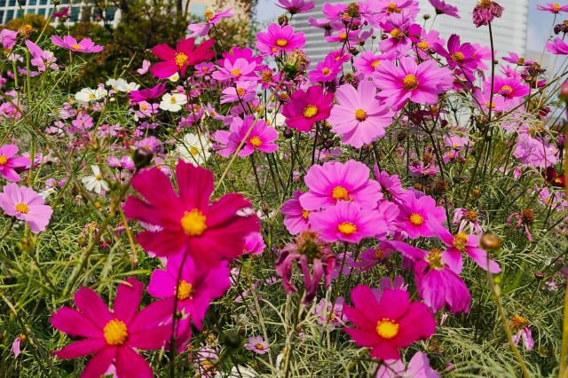 東京のコスモスの花の見頃