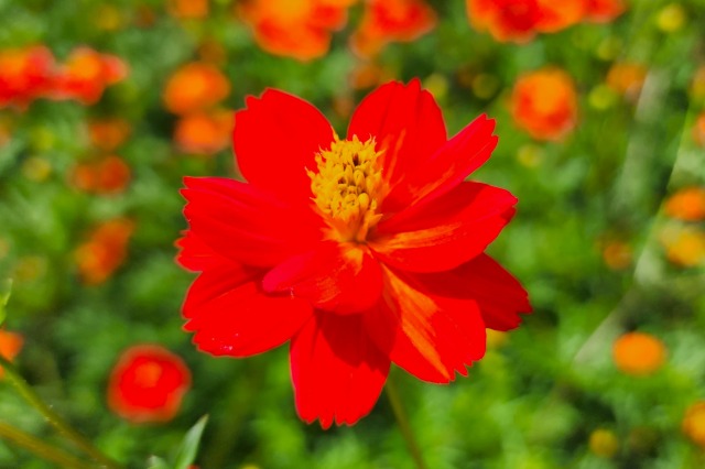 東京のコスモスの花の種類