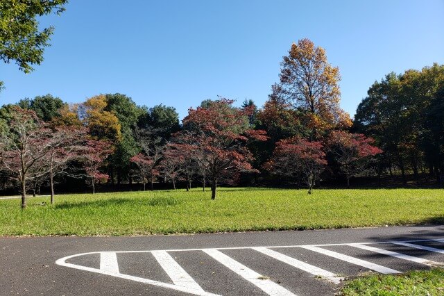 昭和記念公園でサイクリングをしてみた感想