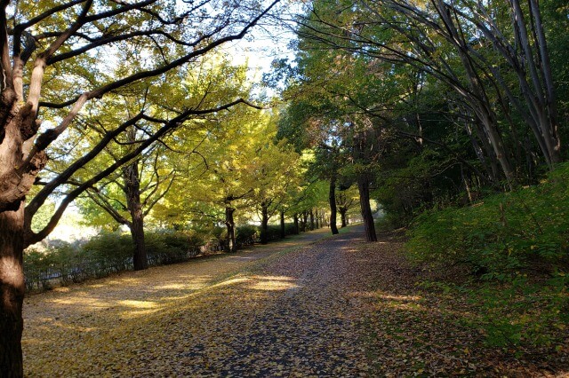 昭和記念公園でサイクリングをしてみた感想