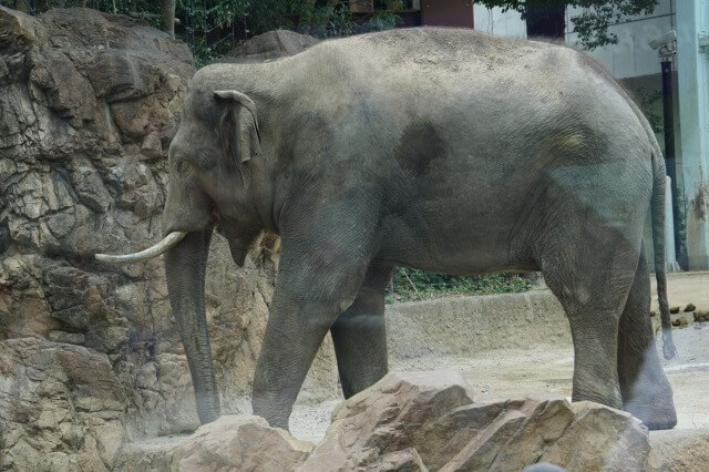 上野動物園の施設（東園）を英語で説明