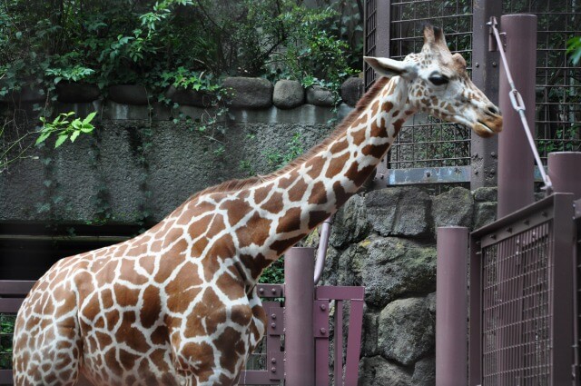 上野動物園の施設（西園）を英語で説明