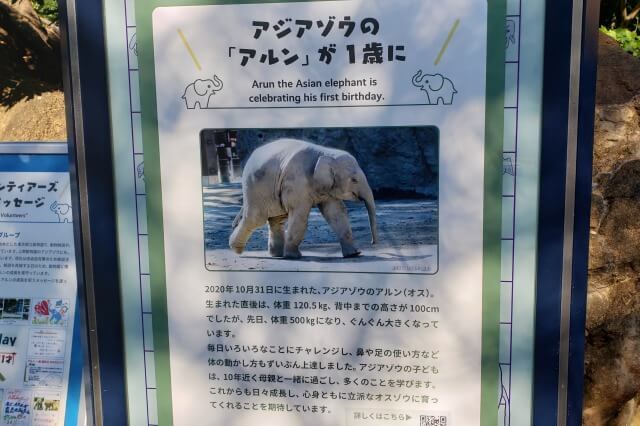 上野動物園の子象(ゾウ)「アルン」と母親の「ウタイ」